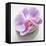 Orchid Blossom on Tower Made of Stones-Uwe Merkel-Framed Premier Image Canvas