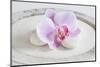 Orchid Blossom on White Sand-Uwe Merkel-Mounted Photographic Print
