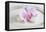 Orchid Blossom on White Sand-Uwe Merkel-Framed Premier Image Canvas