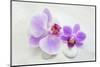 Orchid Blossoms on White Sand-Uwe Merkel-Mounted Photographic Print