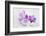 Orchid Blossoms on White Sand-Uwe Merkel-Framed Photographic Print