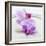 Orchid Blossoms on White Sand-Uwe Merkel-Framed Photographic Print