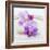 Orchid Blossoms on White Sand-Uwe Merkel-Framed Photographic Print