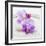 Orchid Blossoms on White Sand-Uwe Merkel-Framed Photographic Print
