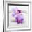 Orchid Blossoms on White Sand-Uwe Merkel-Framed Photographic Print