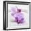 Orchid Blossoms on White Sand-Uwe Merkel-Framed Photographic Print