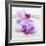 Orchid Blossoms on White Sand-Uwe Merkel-Framed Photographic Print