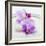 Orchid Blossoms on White Sand-Uwe Merkel-Framed Photographic Print