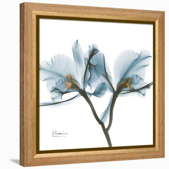 Orchid Blue-Albert Koetsier-Framed Stretched Canvas