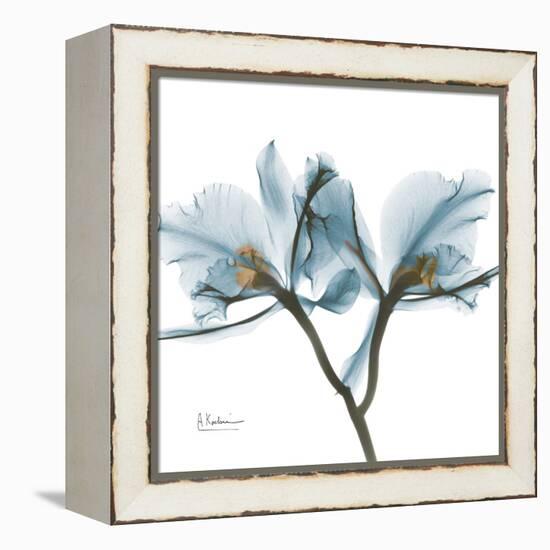 Orchid Blue-Albert Koetsier-Framed Stretched Canvas