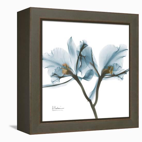 Orchid Blue-Albert Koetsier-Framed Stretched Canvas