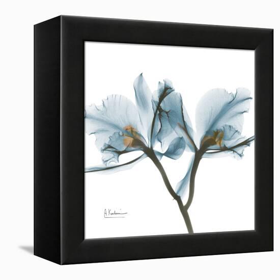 Orchid Blue-Albert Koetsier-Framed Stretched Canvas