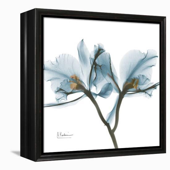 Orchid Blue-Albert Koetsier-Framed Stretched Canvas