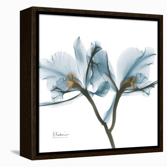 Orchid Blue-Albert Koetsier-Framed Stretched Canvas