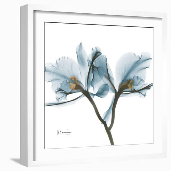 Orchid Blue-Albert Koetsier-Framed Art Print