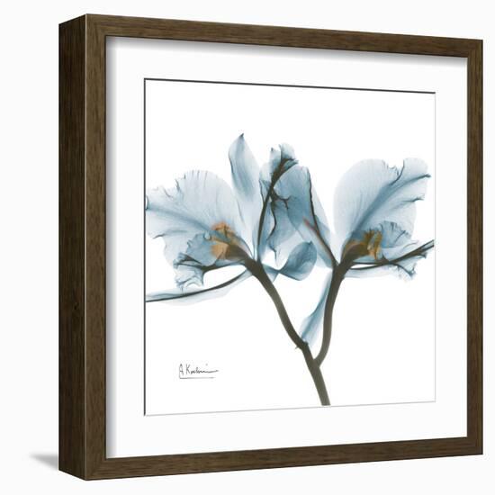 Orchid Blue-Albert Koetsier-Framed Art Print