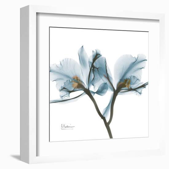 Orchid Blue-Albert Koetsier-Framed Art Print