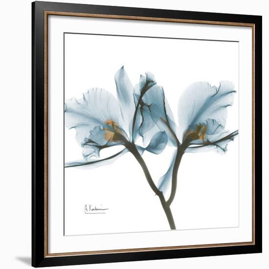 Orchid Blue-Albert Koetsier-Framed Giclee Print