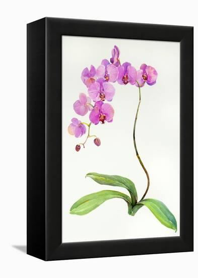 Orchid Botanical, 2013-John Keeling-Framed Premier Image Canvas