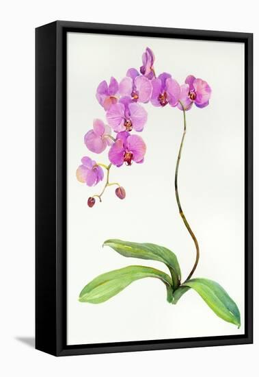 Orchid Botanical, 2013-John Keeling-Framed Premier Image Canvas