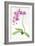 Orchid Botanical, 2013-John Keeling-Framed Giclee Print