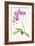 Orchid Botanical, 2013-John Keeling-Framed Giclee Print