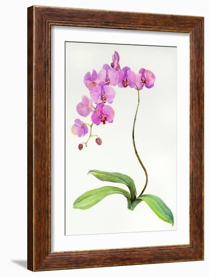 Orchid Botanical, 2013-John Keeling-Framed Giclee Print