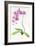 Orchid Botanical, 2013-John Keeling-Framed Giclee Print