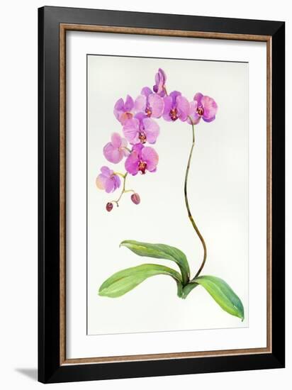 Orchid Botanical, 2013-John Keeling-Framed Giclee Print