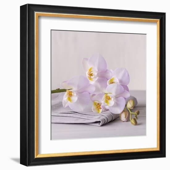 Orchid Calm-Assaf Frank-Framed Giclee Print