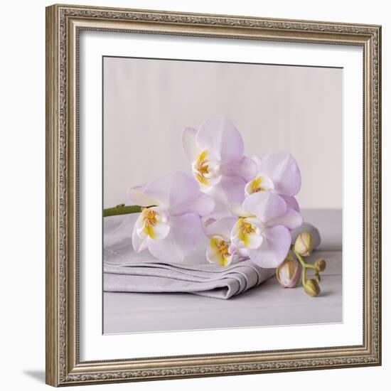 Orchid Calm-Assaf Frank-Framed Giclee Print