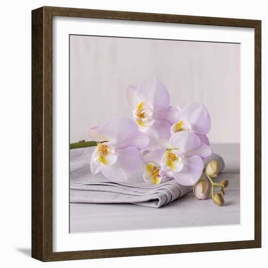 Orchid Calm-Assaf Frank-Framed Giclee Print