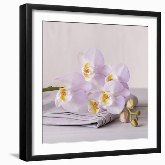 Orchid Calm-Assaf Frank-Framed Giclee Print