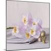 Orchid Calm-Assaf Frank-Mounted Giclee Print