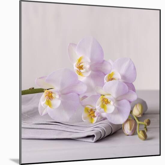 Orchid Calm-Assaf Frank-Mounted Giclee Print