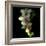 Orchid Cascade-Magda Indigo-Framed Photographic Print