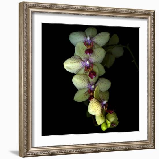 Orchid Cascade-Magda Indigo-Framed Photographic Print