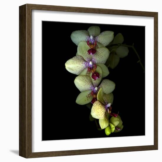 Orchid Cascade-Magda Indigo-Framed Photographic Print