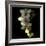 Orchid Cascade-Magda Indigo-Framed Photographic Print