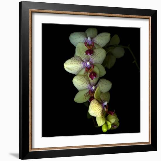 Orchid Cascade-Magda Indigo-Framed Photographic Print