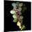 Orchid Cascade-Magda Indigo-Mounted Photographic Print