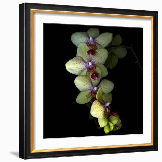 Orchid Cascade-Magda Indigo-Framed Photographic Print