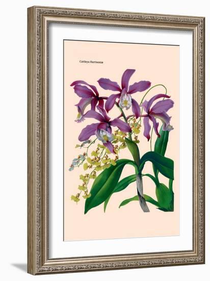 Orchid: Cattleya Harrisoniae-William Forsell Kirby-Framed Art Print