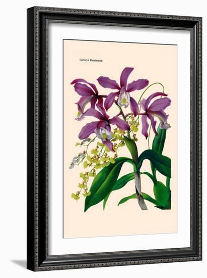 Orchid: Cattleya Harrisoniae-William Forsell Kirby-Framed Art Print