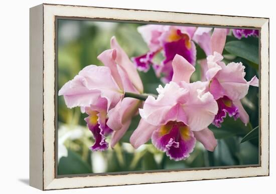 Orchid (Cattleya Sp.)-Maria Mosolova-Framed Premier Image Canvas