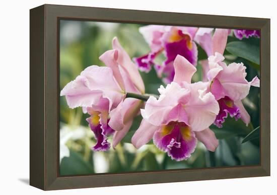 Orchid (Cattleya Sp.)-Maria Mosolova-Framed Premier Image Canvas