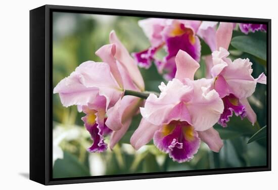 Orchid (Cattleya Sp.)-Maria Mosolova-Framed Premier Image Canvas