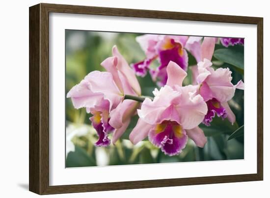 Orchid (Cattleya Sp.)-Maria Mosolova-Framed Photographic Print