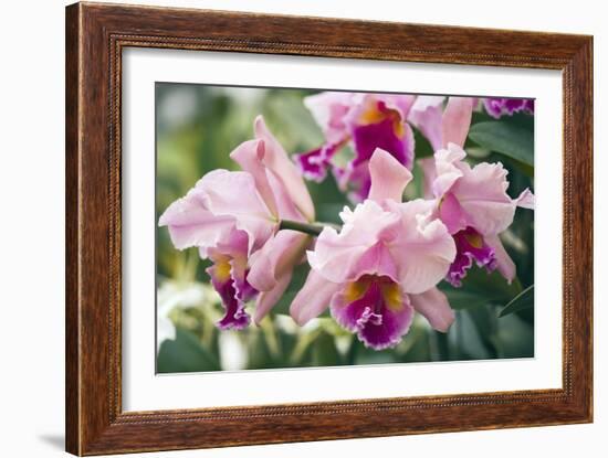 Orchid (Cattleya Sp.)-Maria Mosolova-Framed Photographic Print