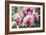 Orchid (Cattleya Sp.)-Maria Mosolova-Framed Photographic Print